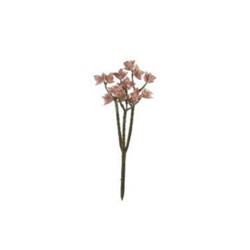 Kvet ružový skalnička 6ks set sukulent TERRA